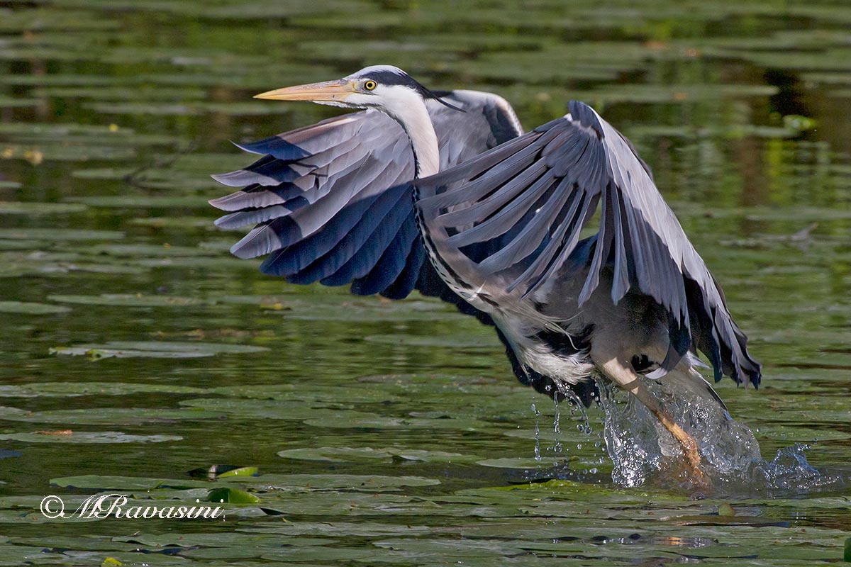 Airone cenerino,lo scatto