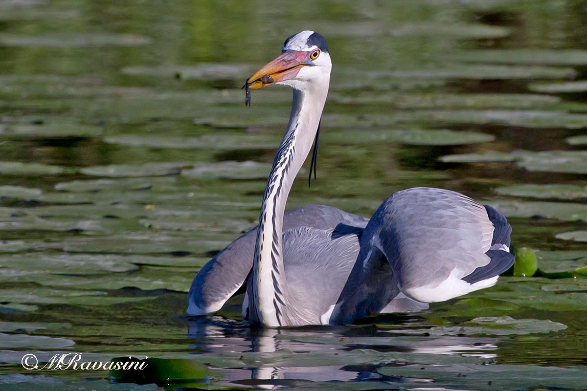 Airone cenerino,la cattura