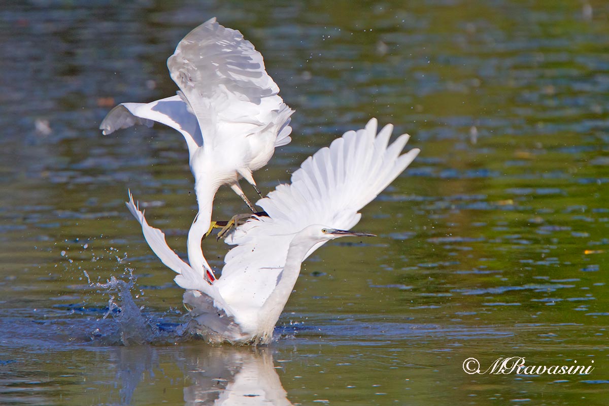 Garzette, la lotta per il territorio di caccia