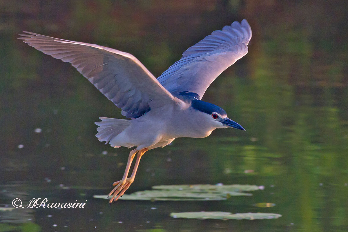 Nitticora, volo all'alba