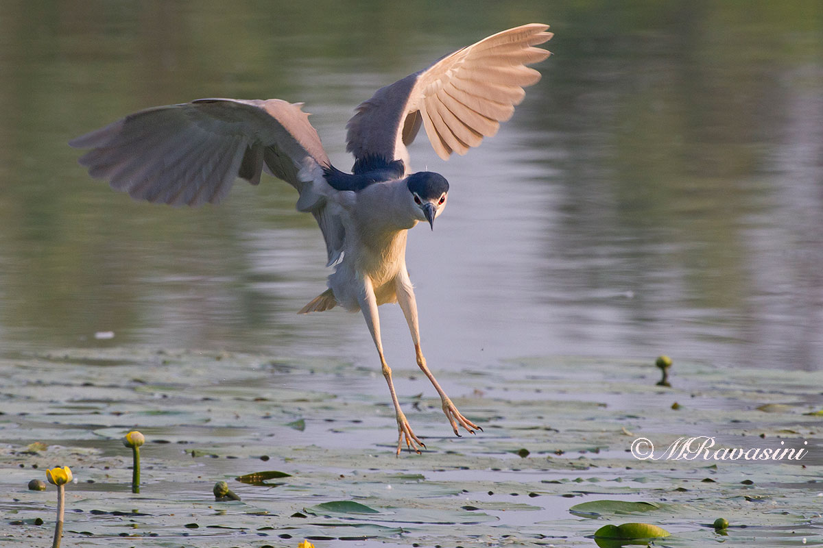 Night Heron landing morning