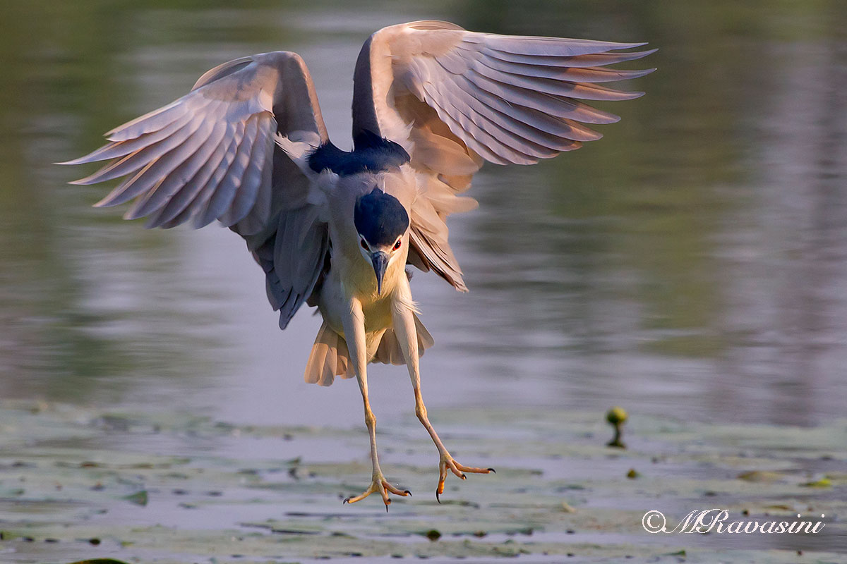 Nitticora atterraggio sui nannuferi