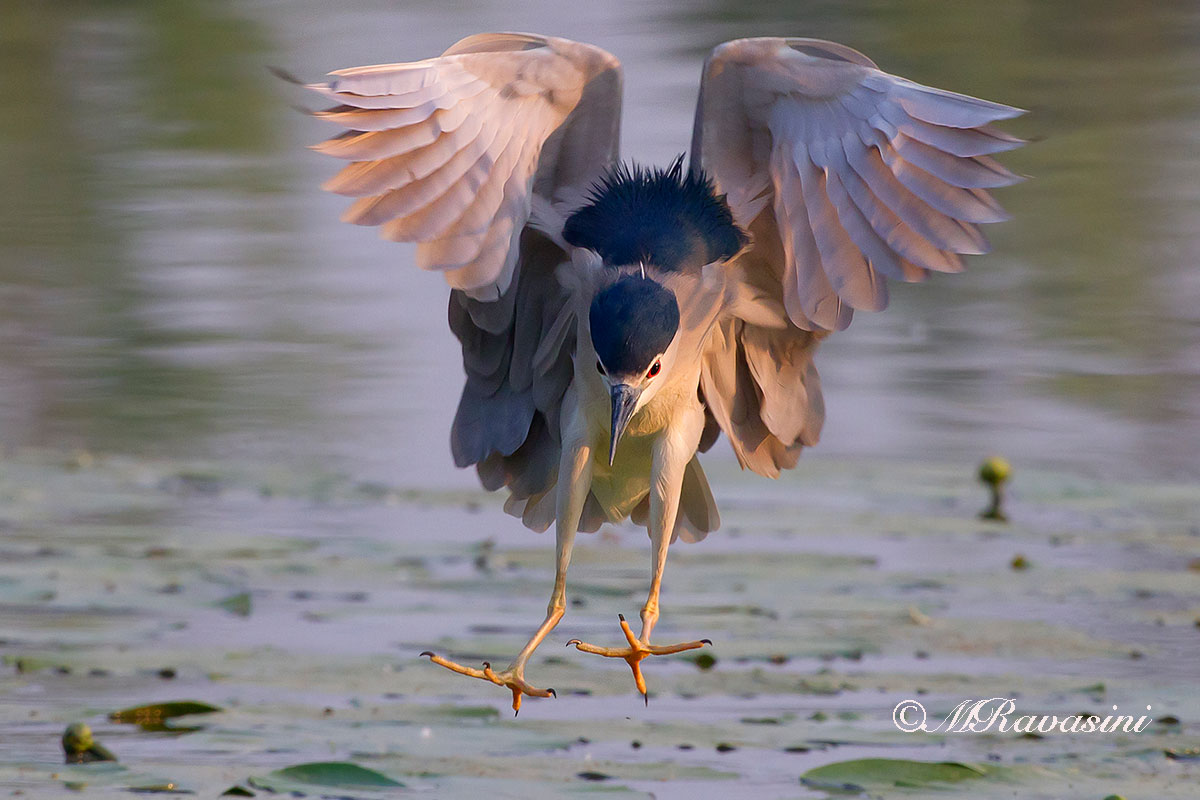Nitticora altro atterraggio mattutino