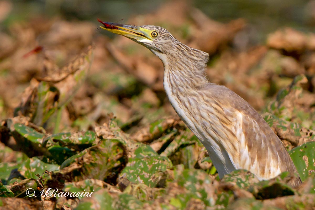 Sgarza ciuffetto giovane alle prime catture