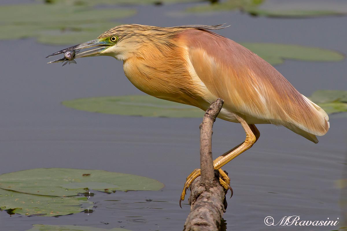 Sgarza ciuffetto, la preda da posatoio
