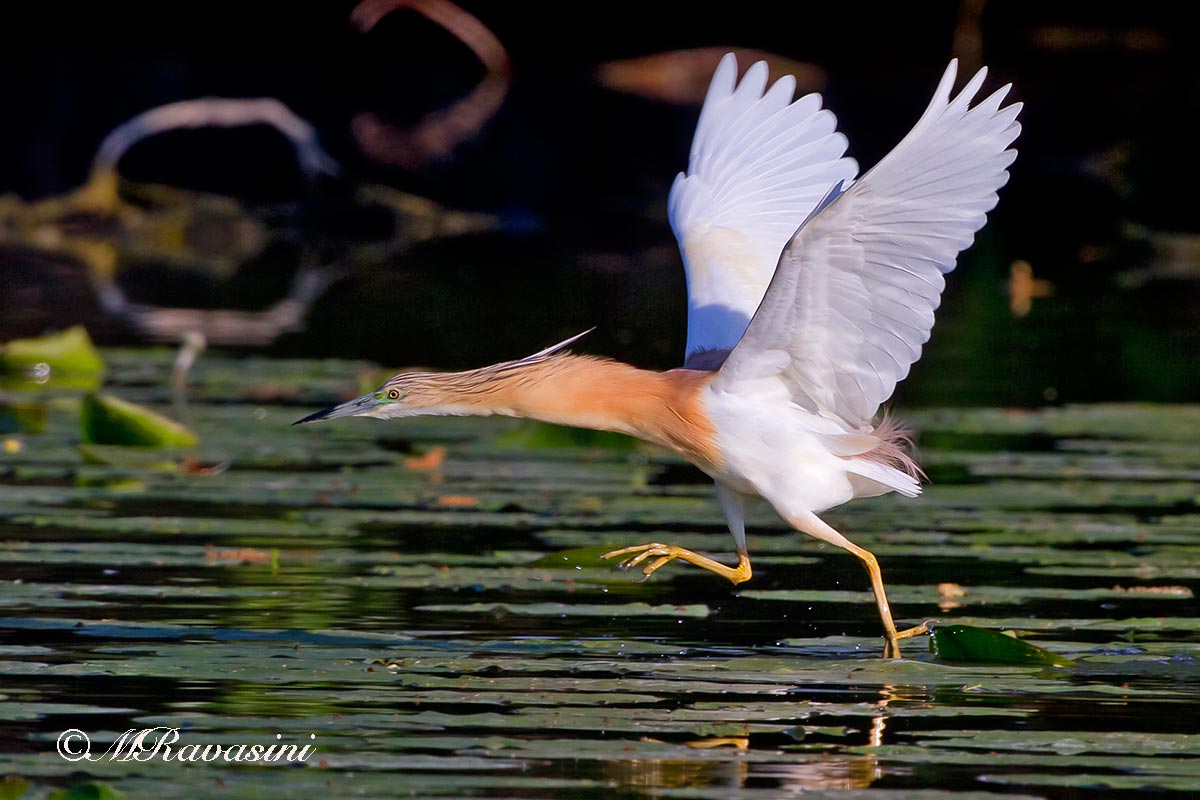 Sgarza ciuffetto, in caccia sul nufareto