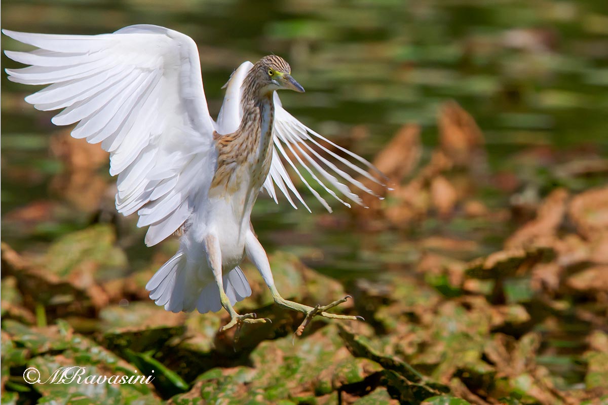Sgarza ciuffetto, immaturo, atterraggio