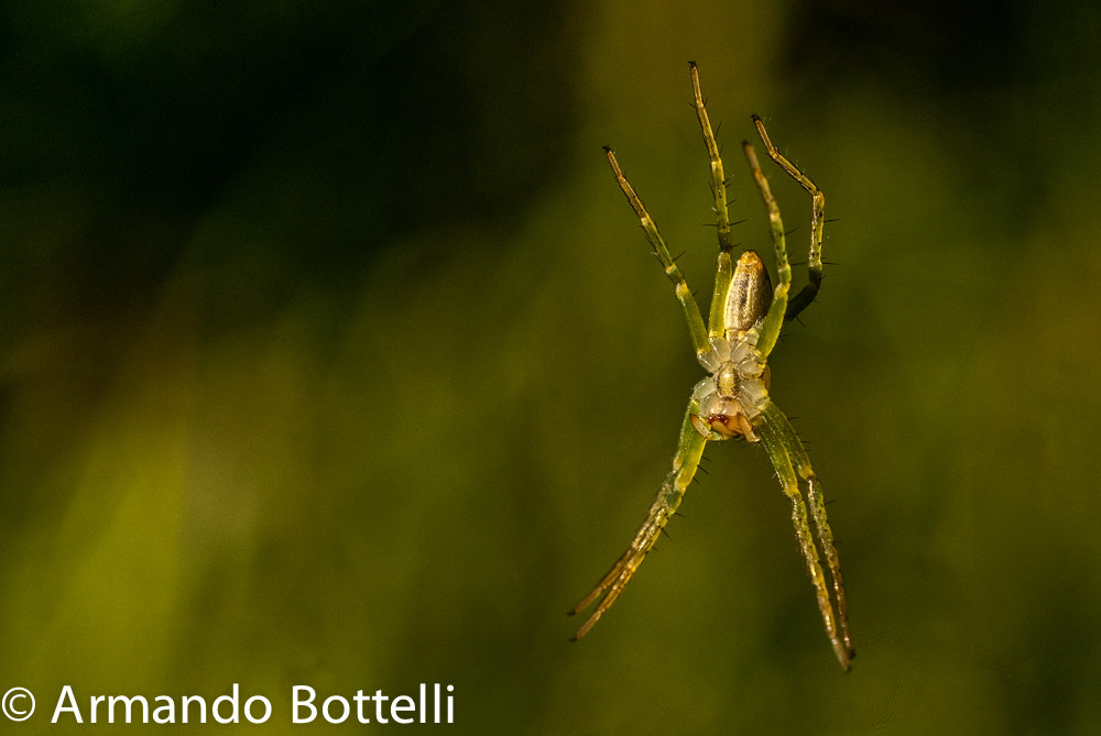 Spider suspended in nothingness
