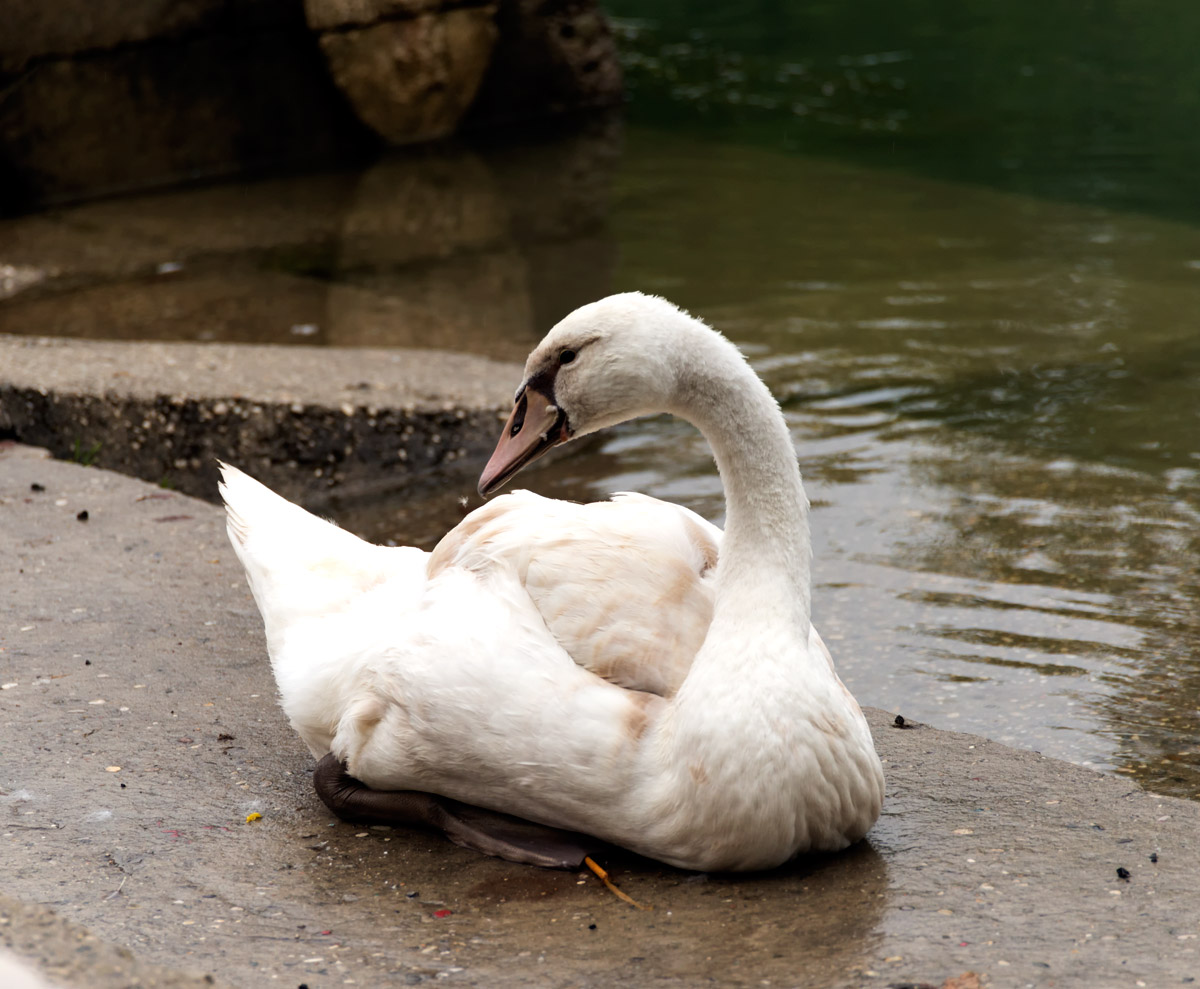 Swan in the rain