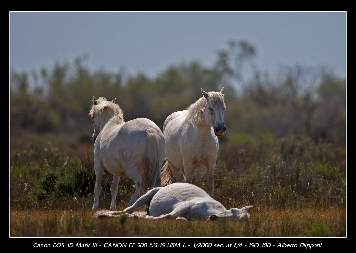 Cavalli della Camargue
