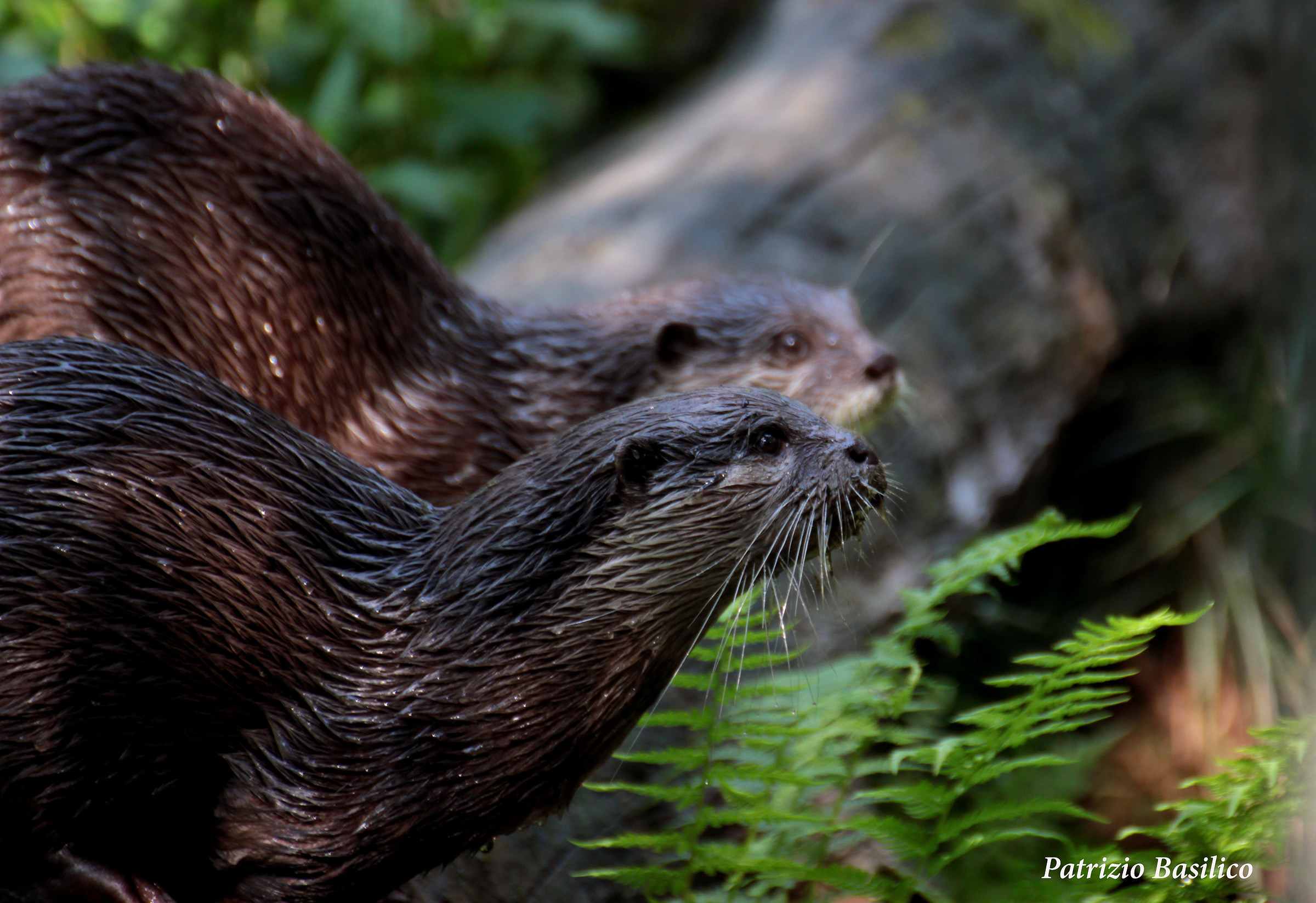 Otters wet otters fortunate
