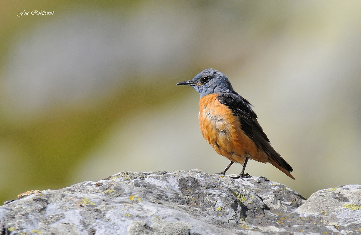 Codirossone...maschio...