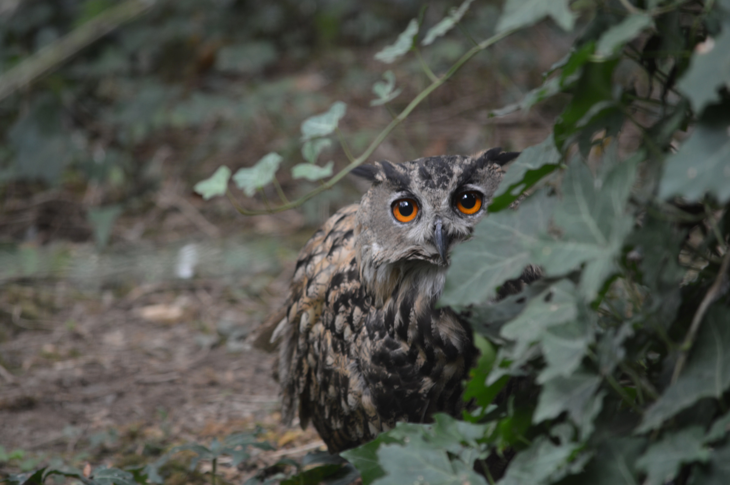 I Owl, but I see you I See You There