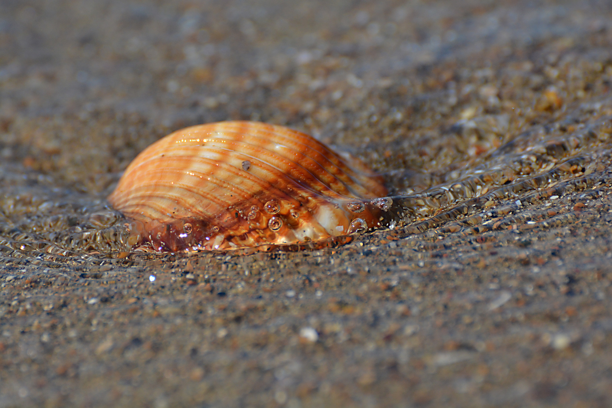Shell
