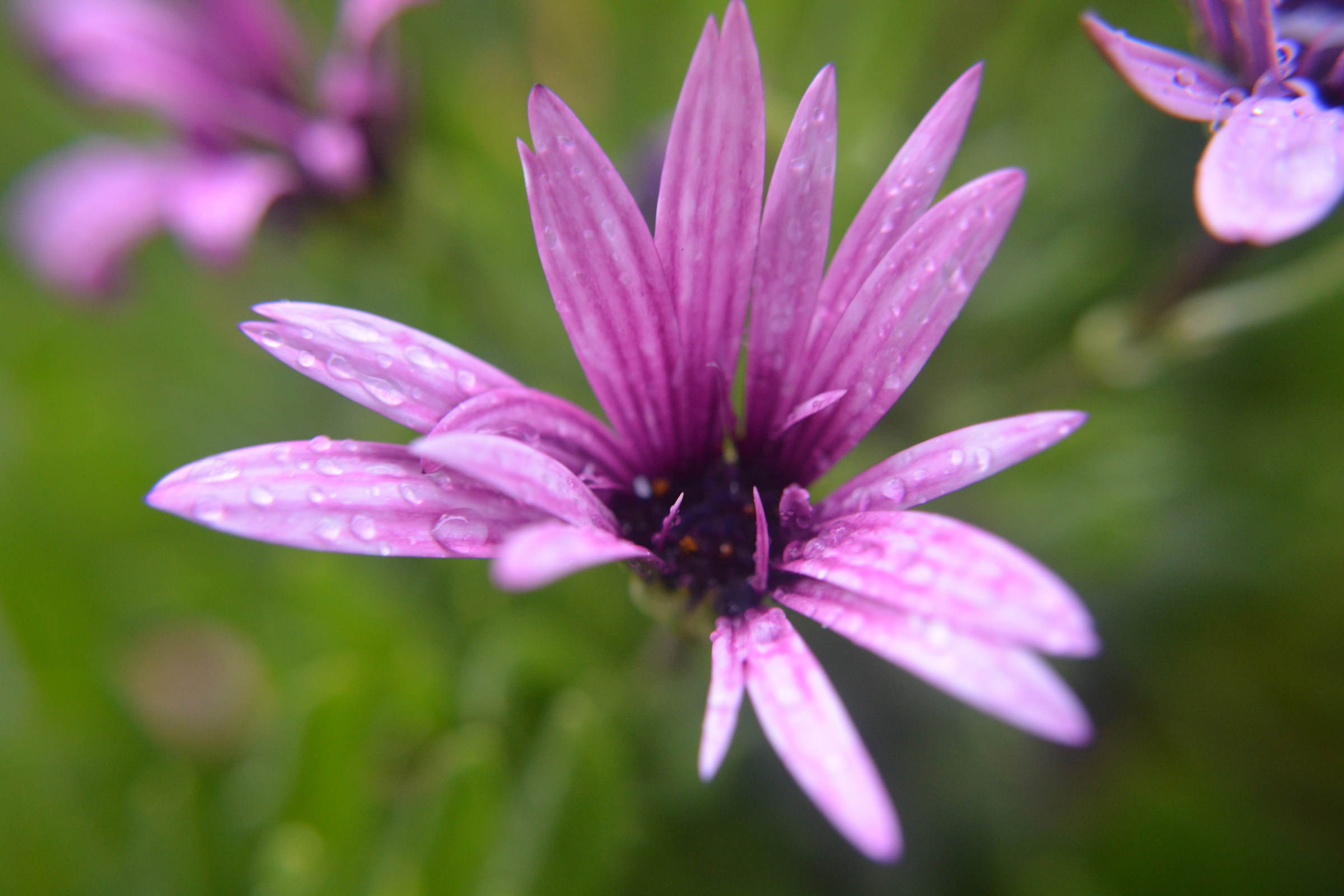 flowers after a rained
