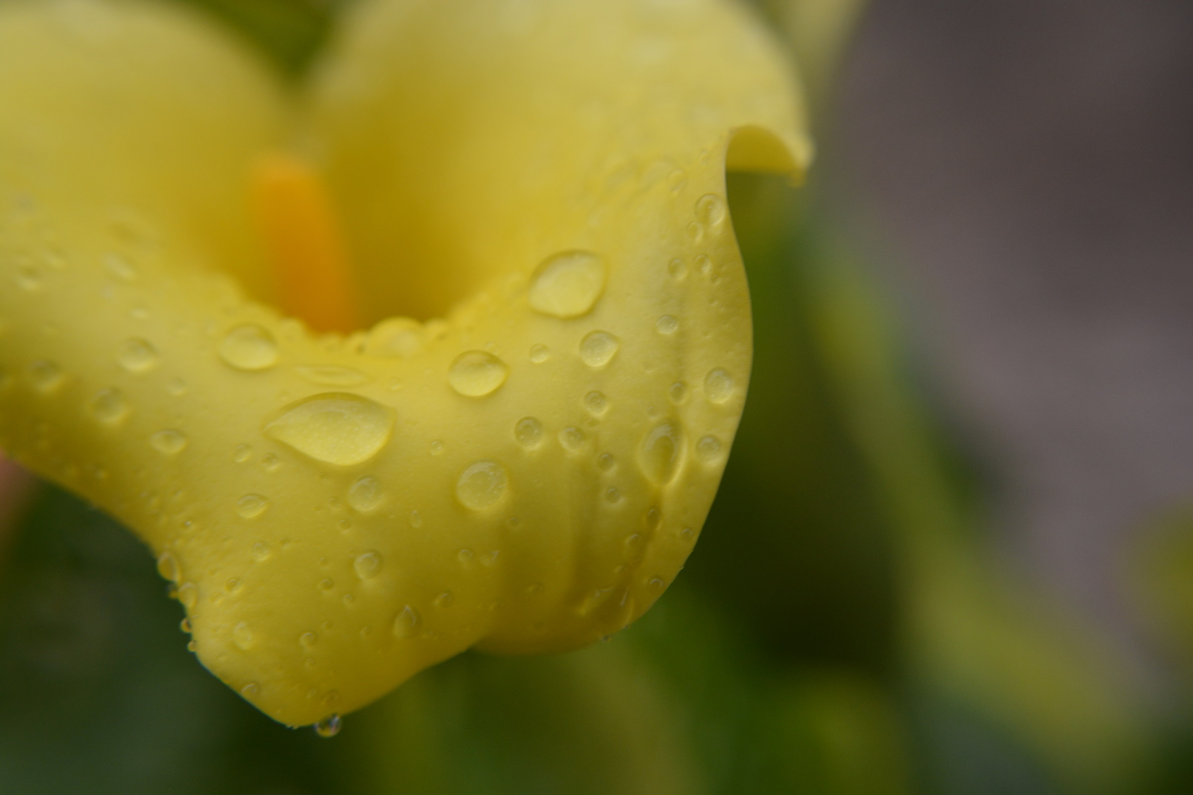 flowers after a rained