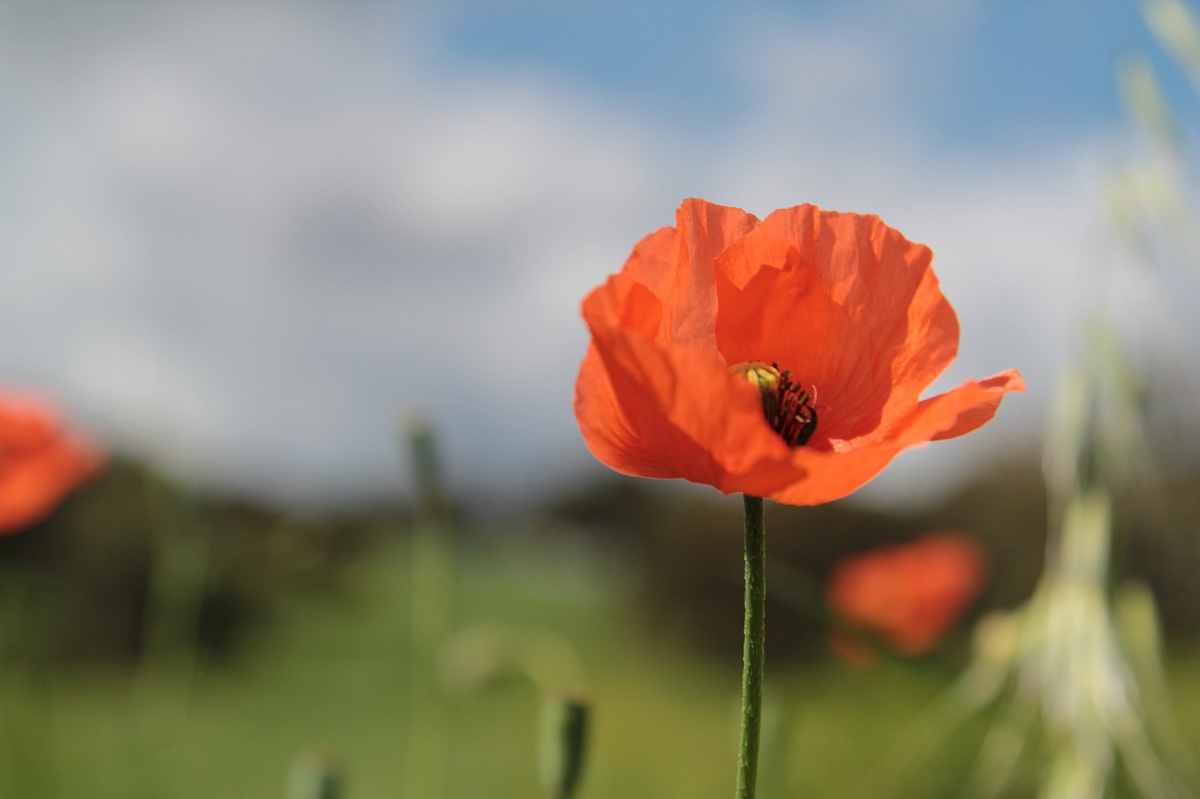 papavero al vento