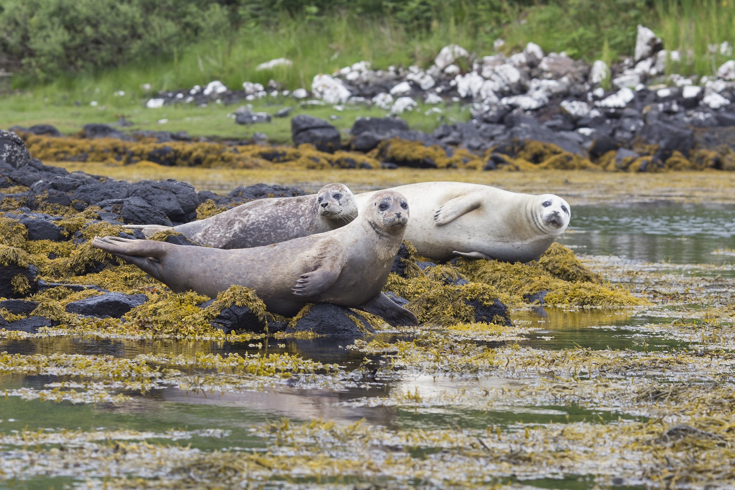 Three seals