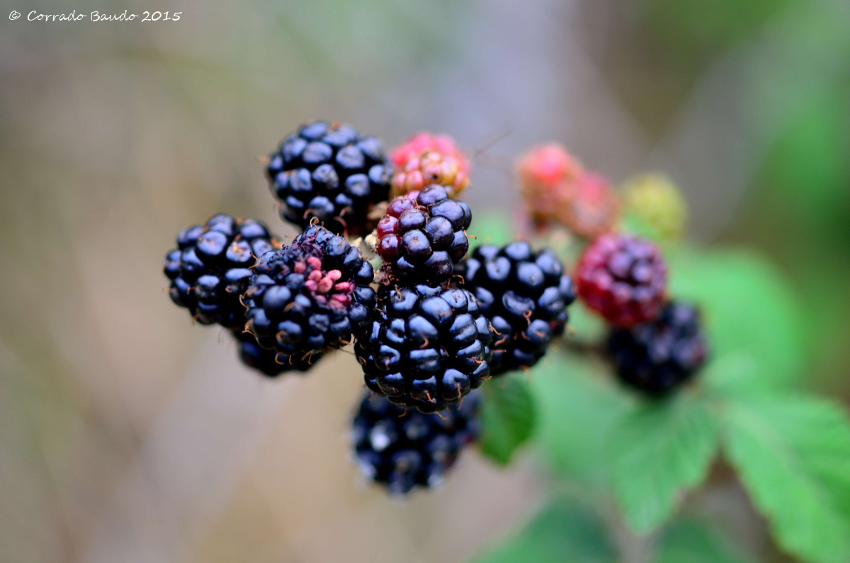 The first blackberries