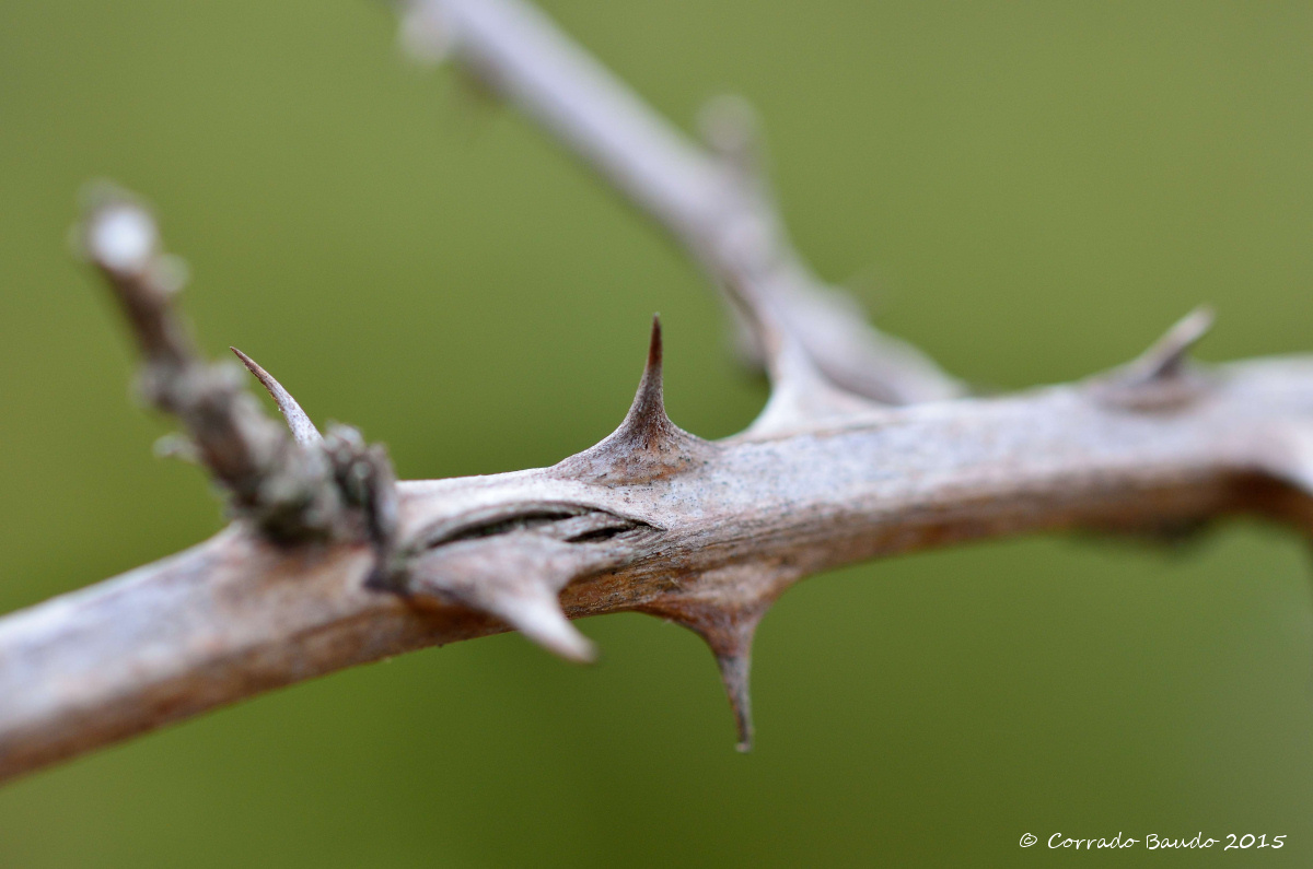 a thorn in the side ...