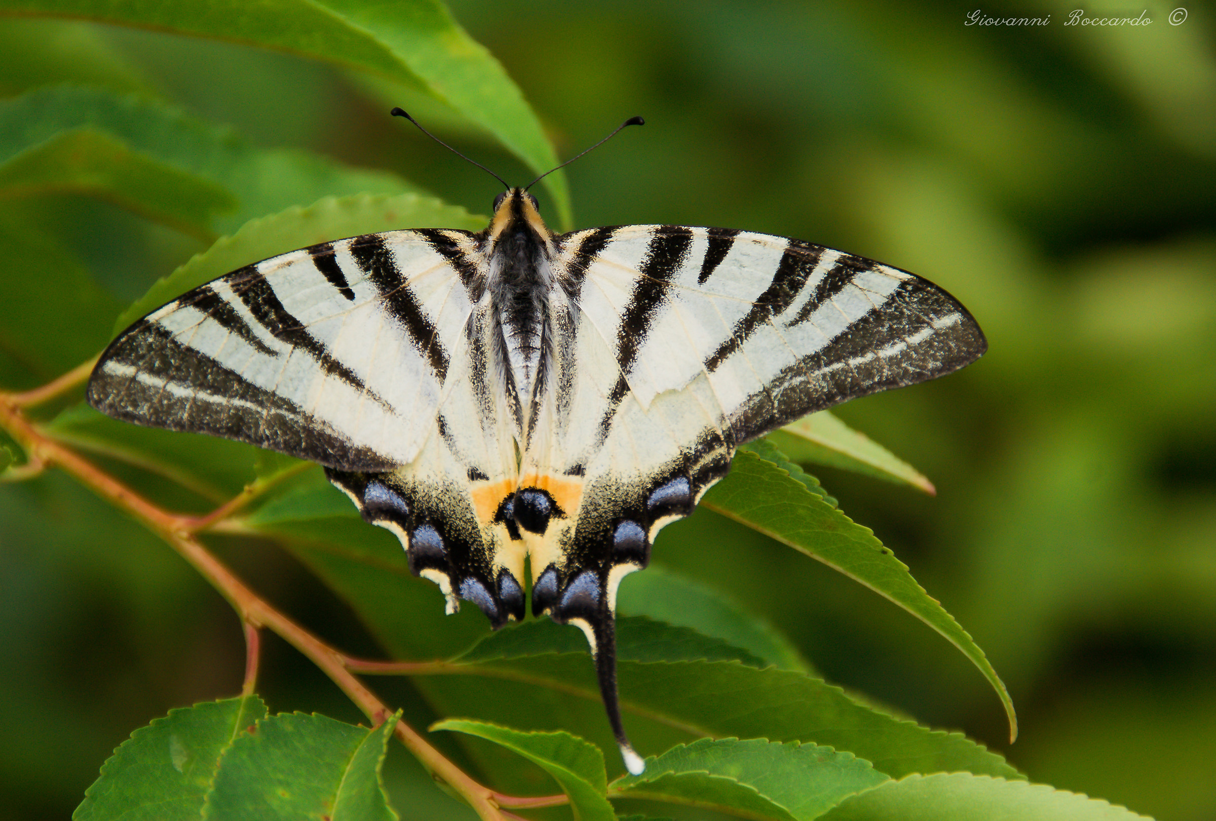Iphiclides podalirius