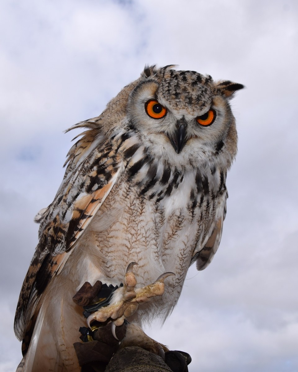 In Captivity - gufo reale in una mano, la macchina fotografi...
