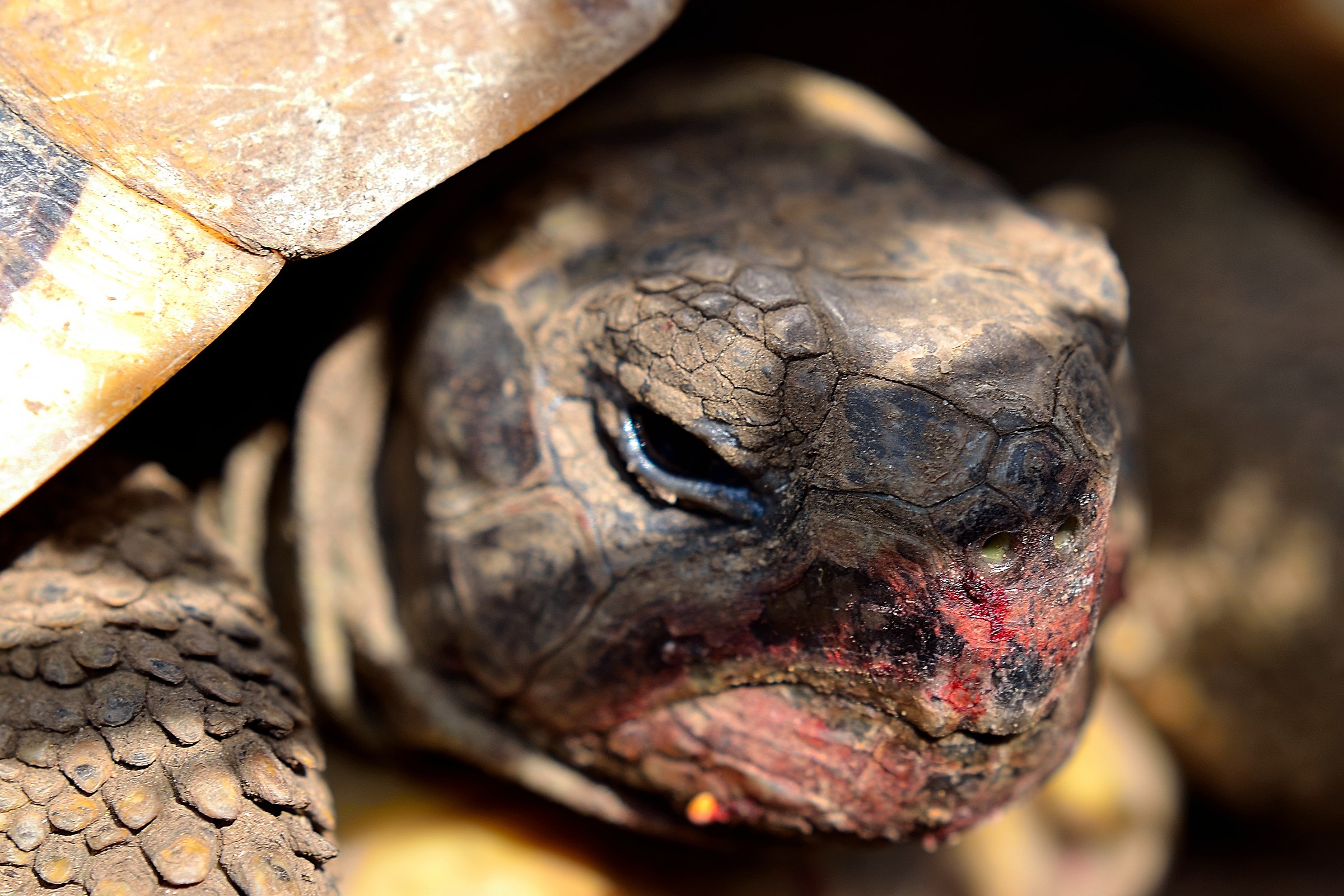 Dinosaur in the house