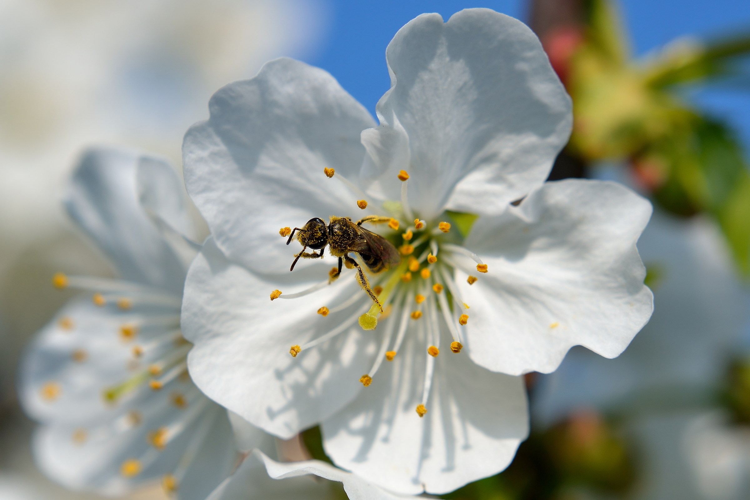 Bee covered with pollen