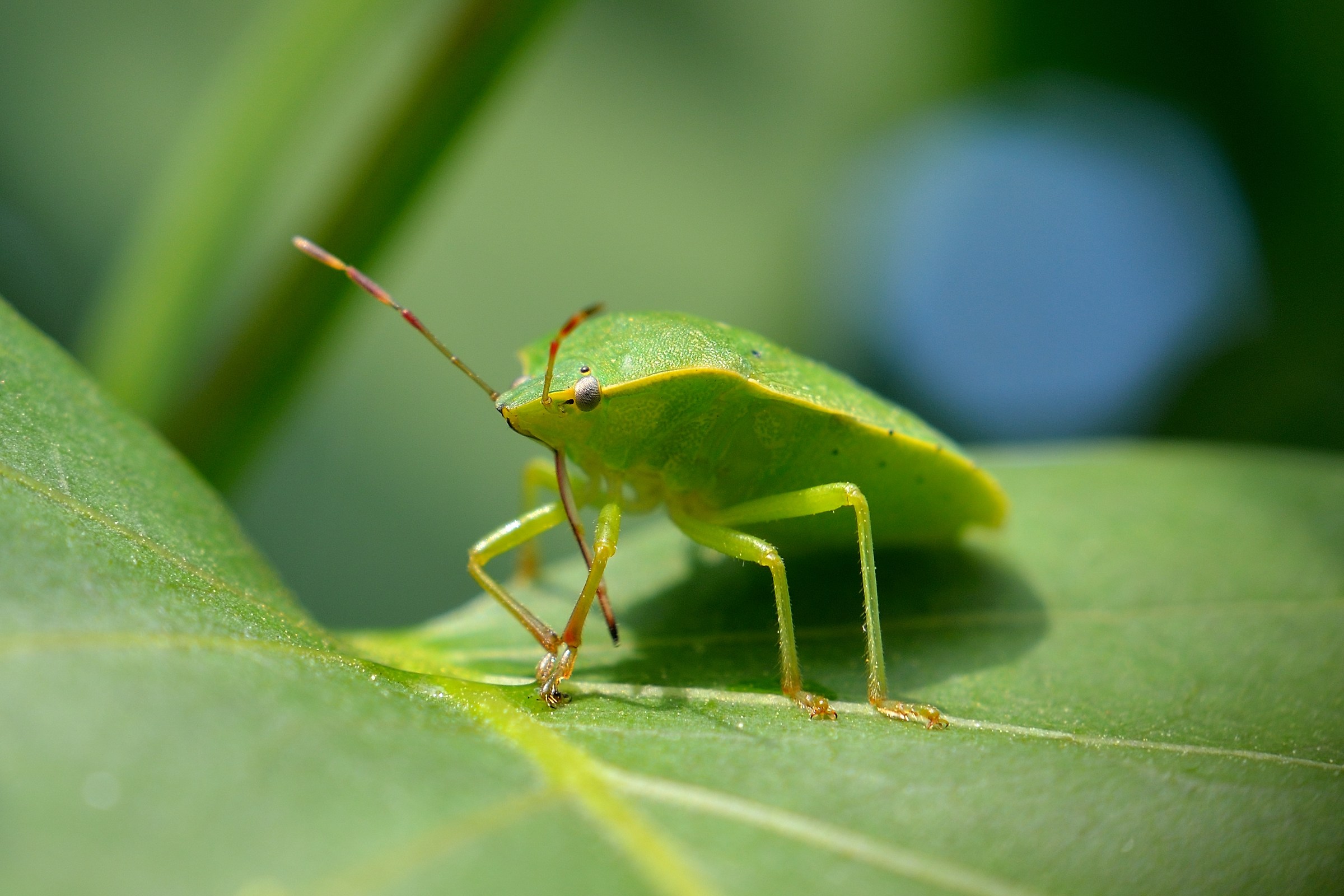 Green bug