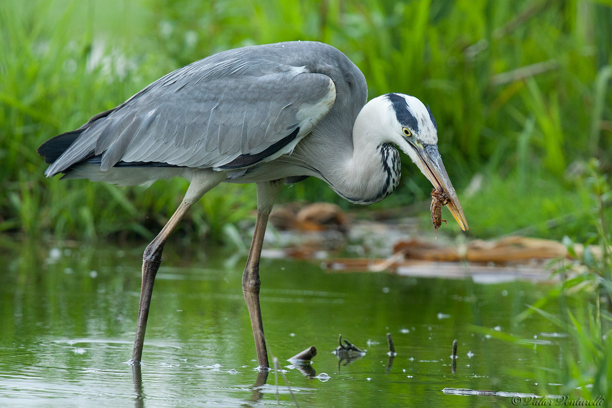 Heron dines with a mole cricket