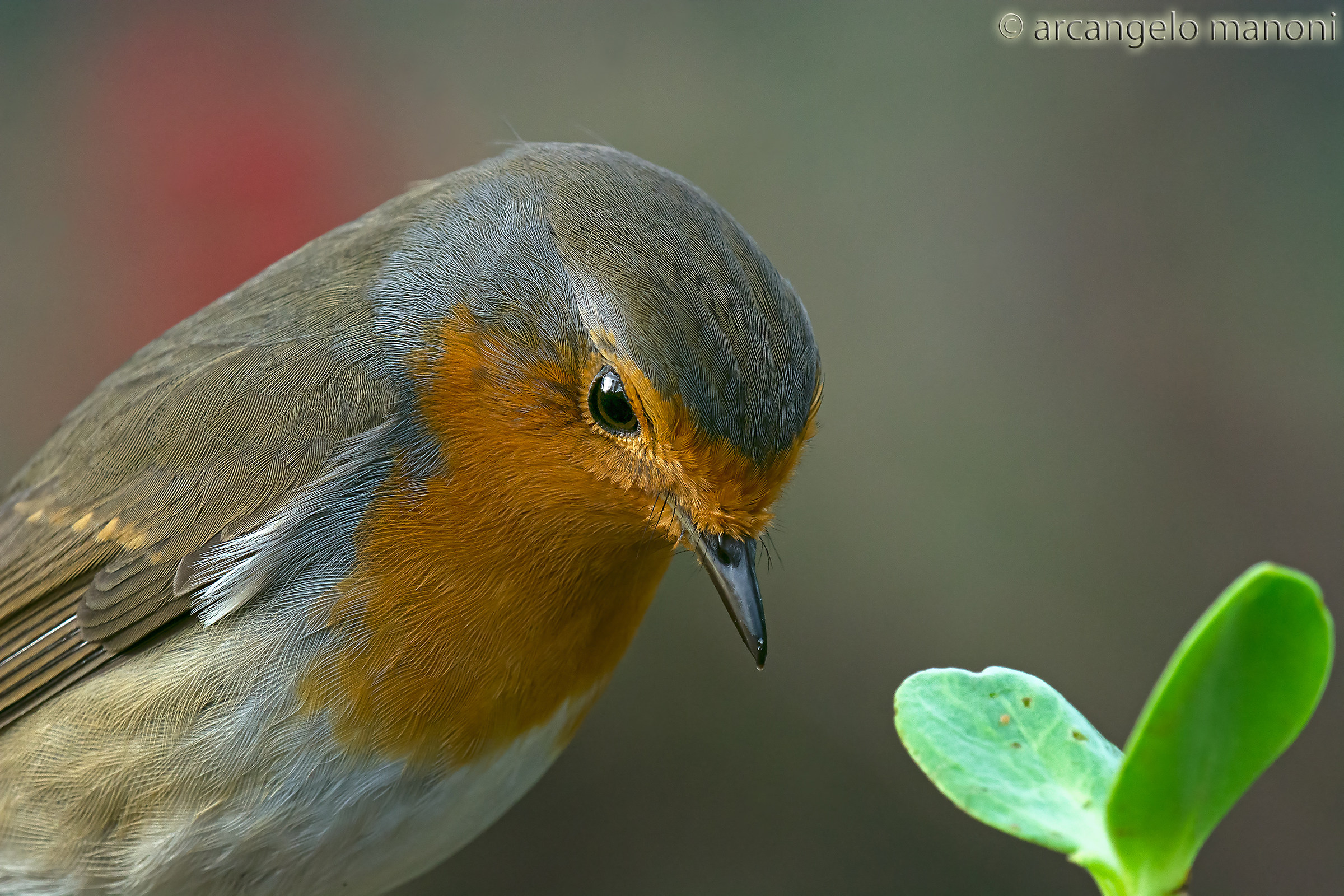 Reflections of a robin