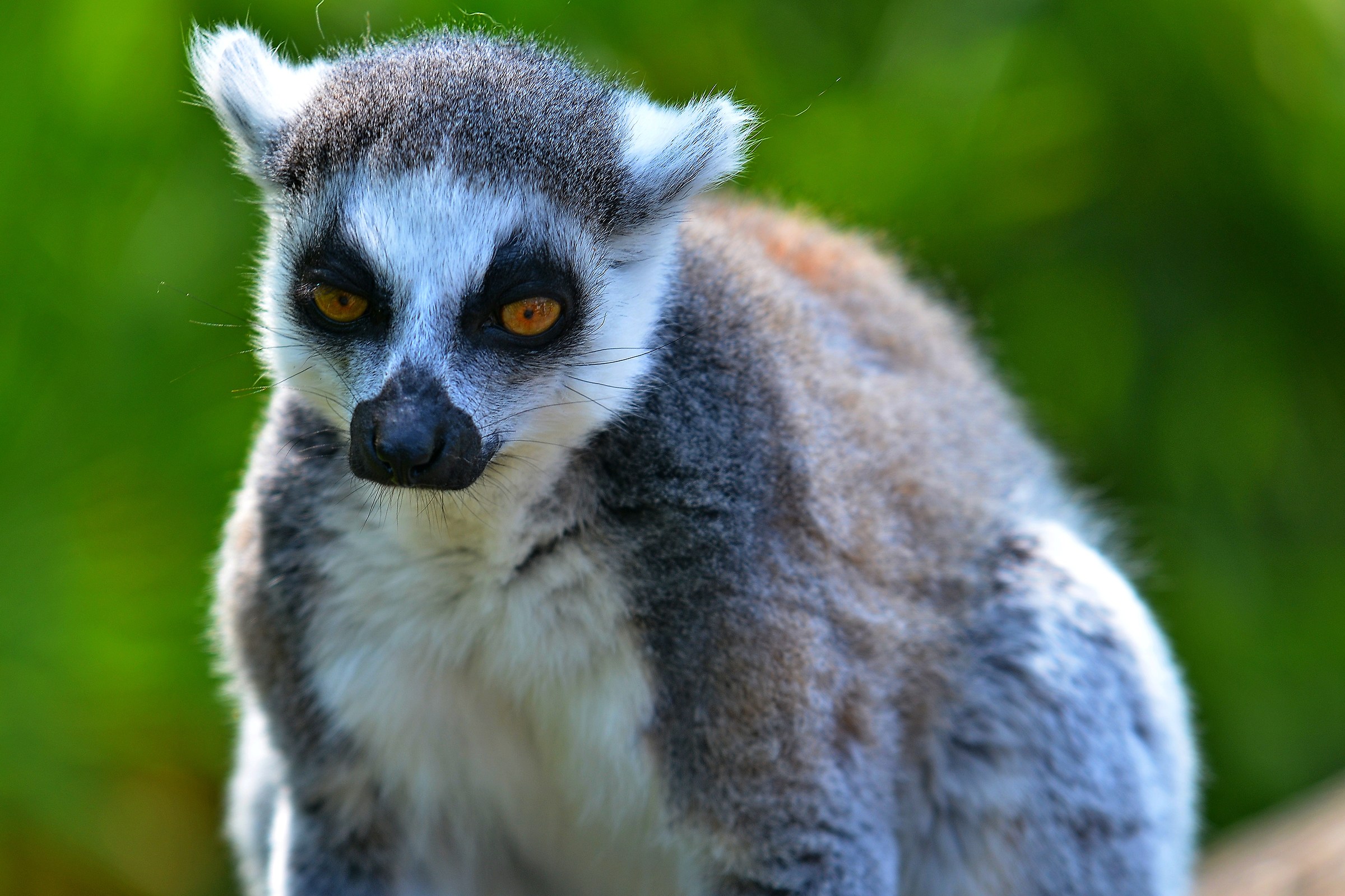 Lemur
