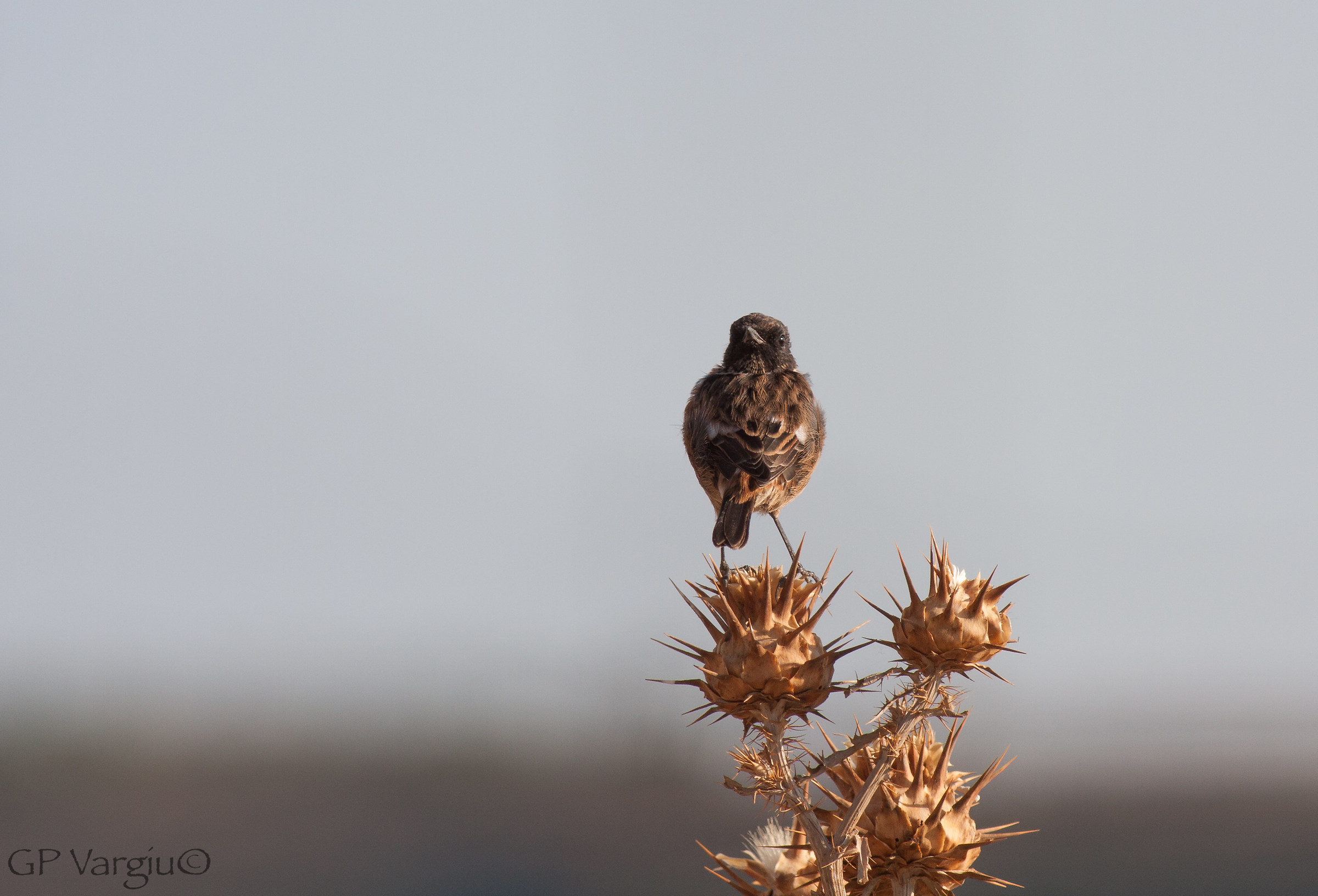 Saltimpalo a 180 gradi