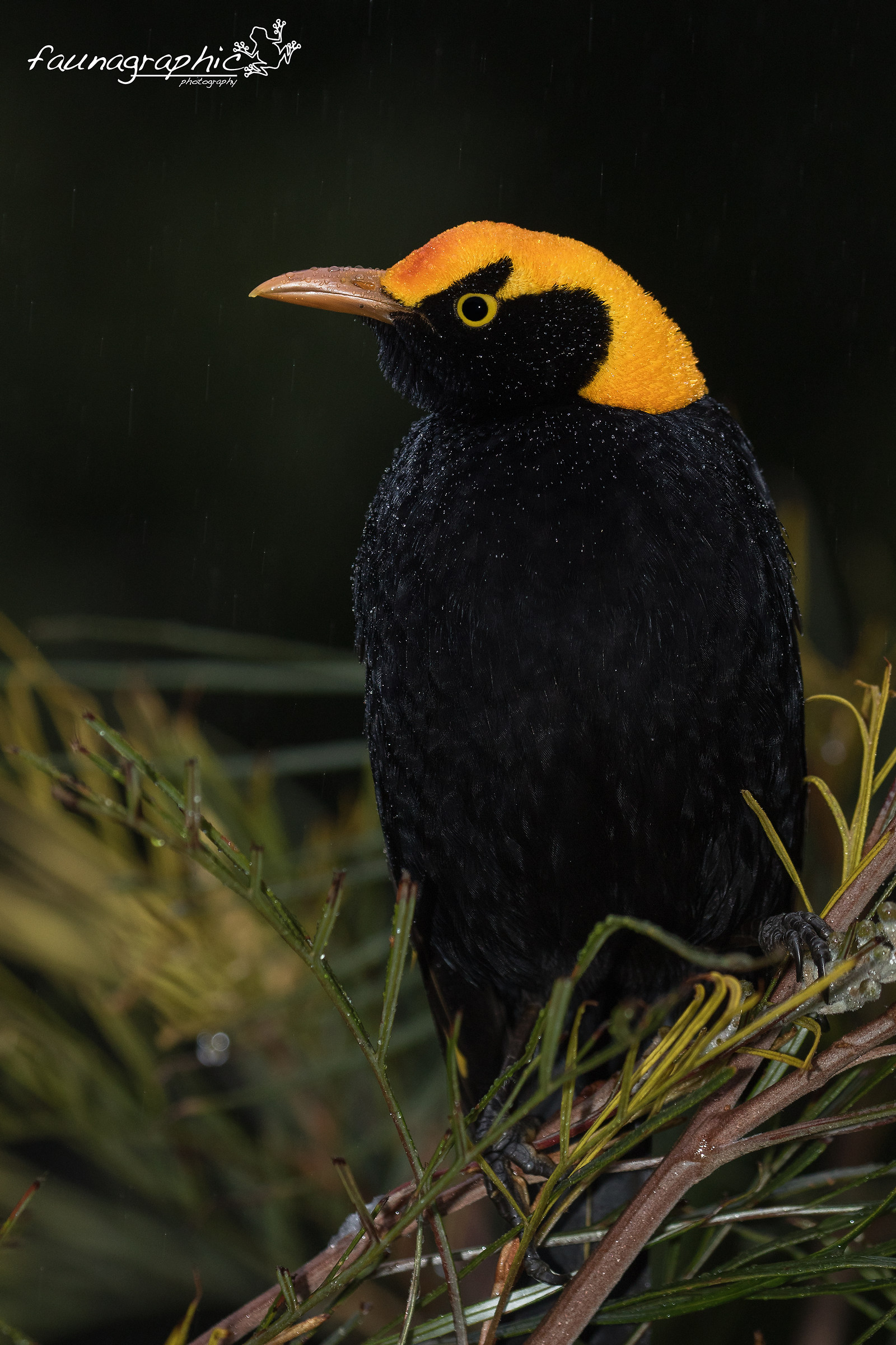 Regent Bowerbird Male in Rain