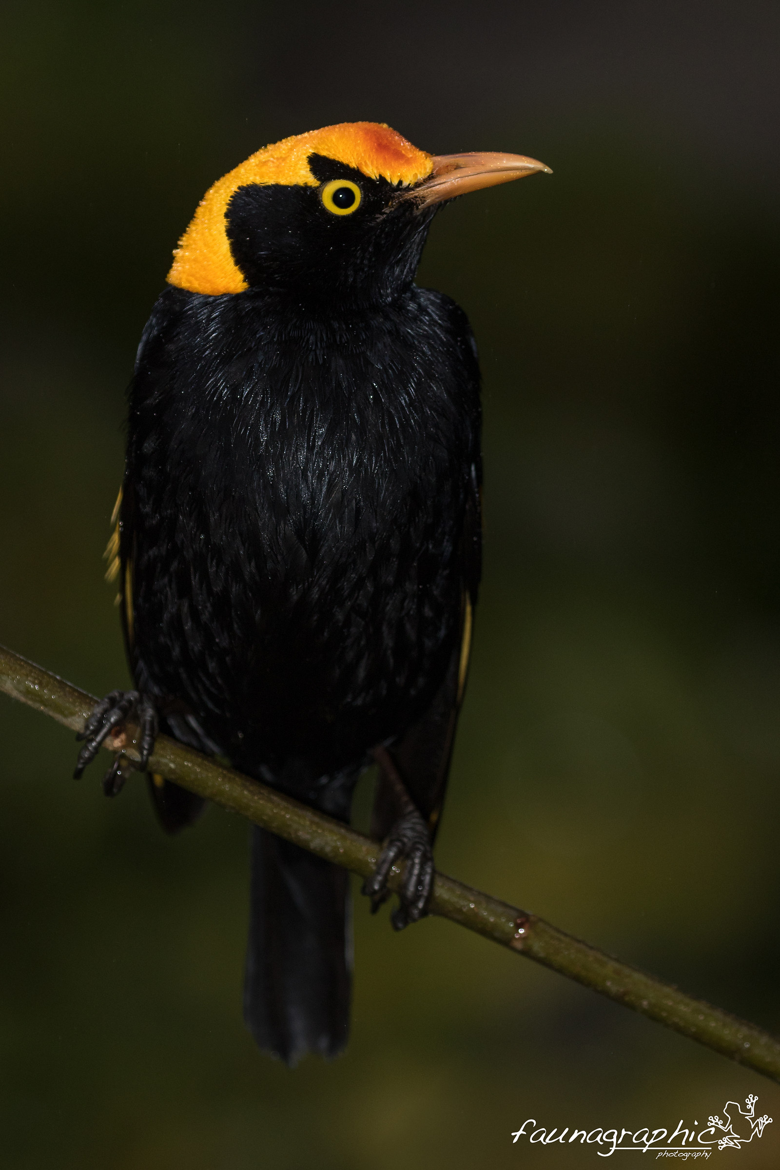 Regent Bowerbird male posing