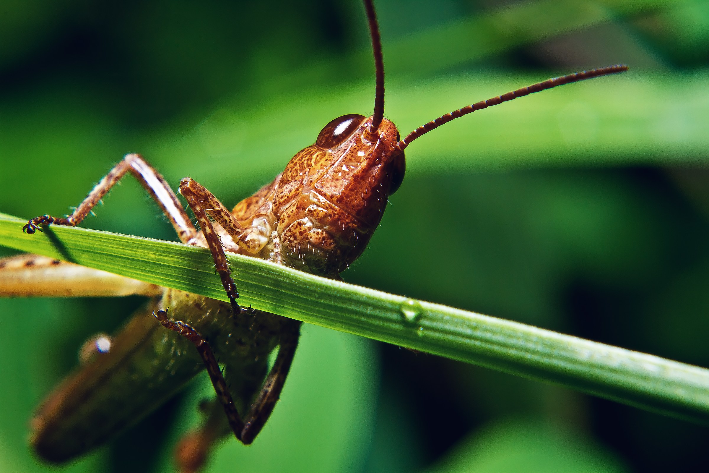 Hello, look at mee :-)))