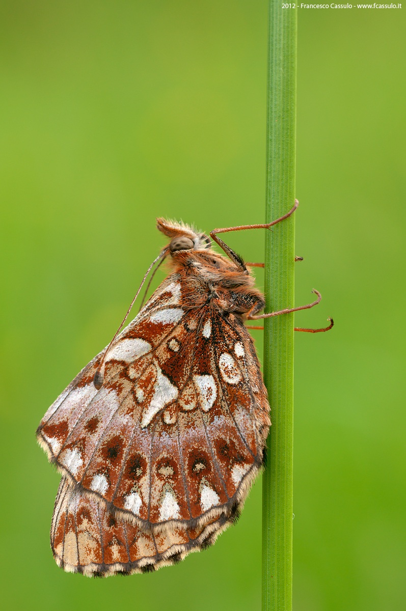 Boloria dia (Linnaeus, 1767)