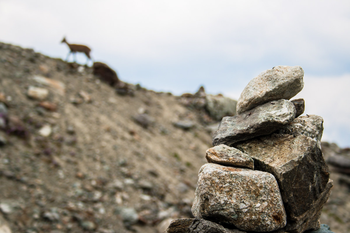 Chasing chamois
