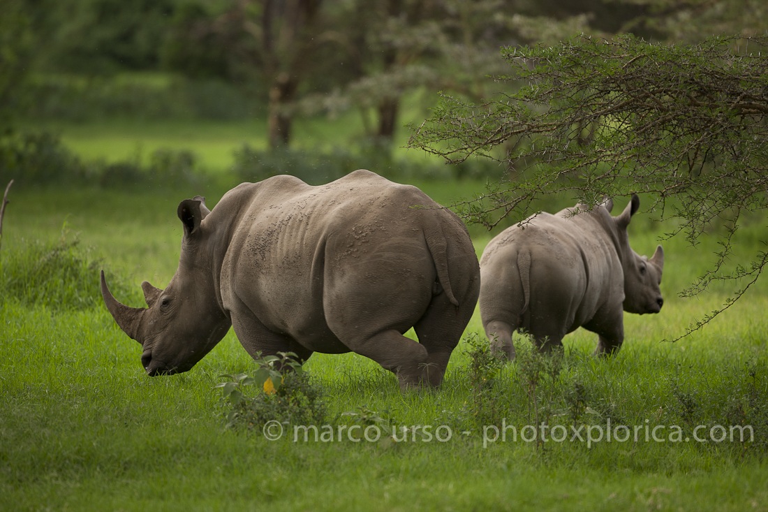 Rinoceronti al Lake Nakuru