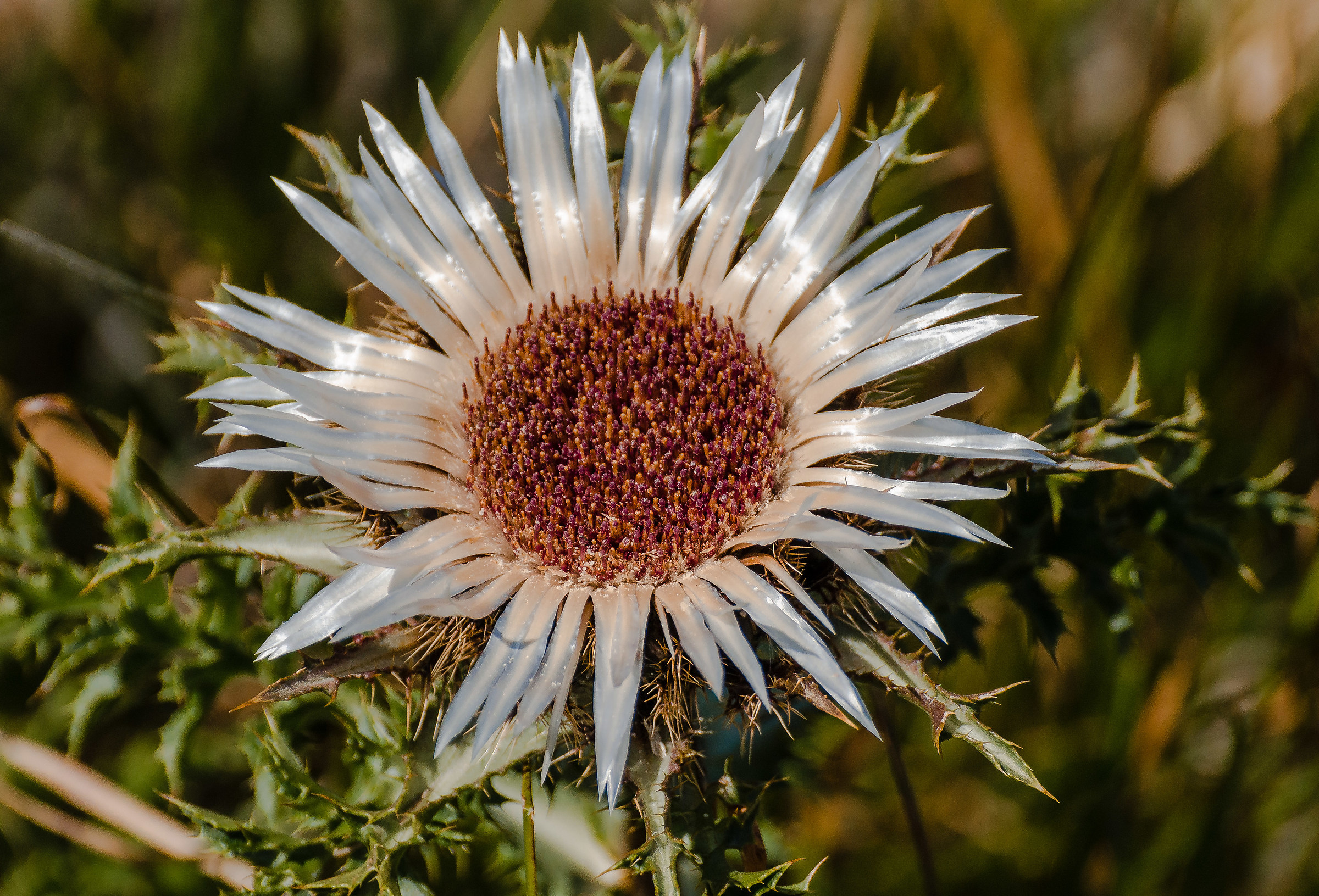 Cardo sul Monte Beigua