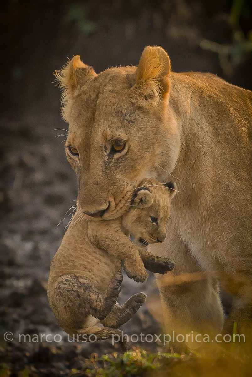 Lioness with little