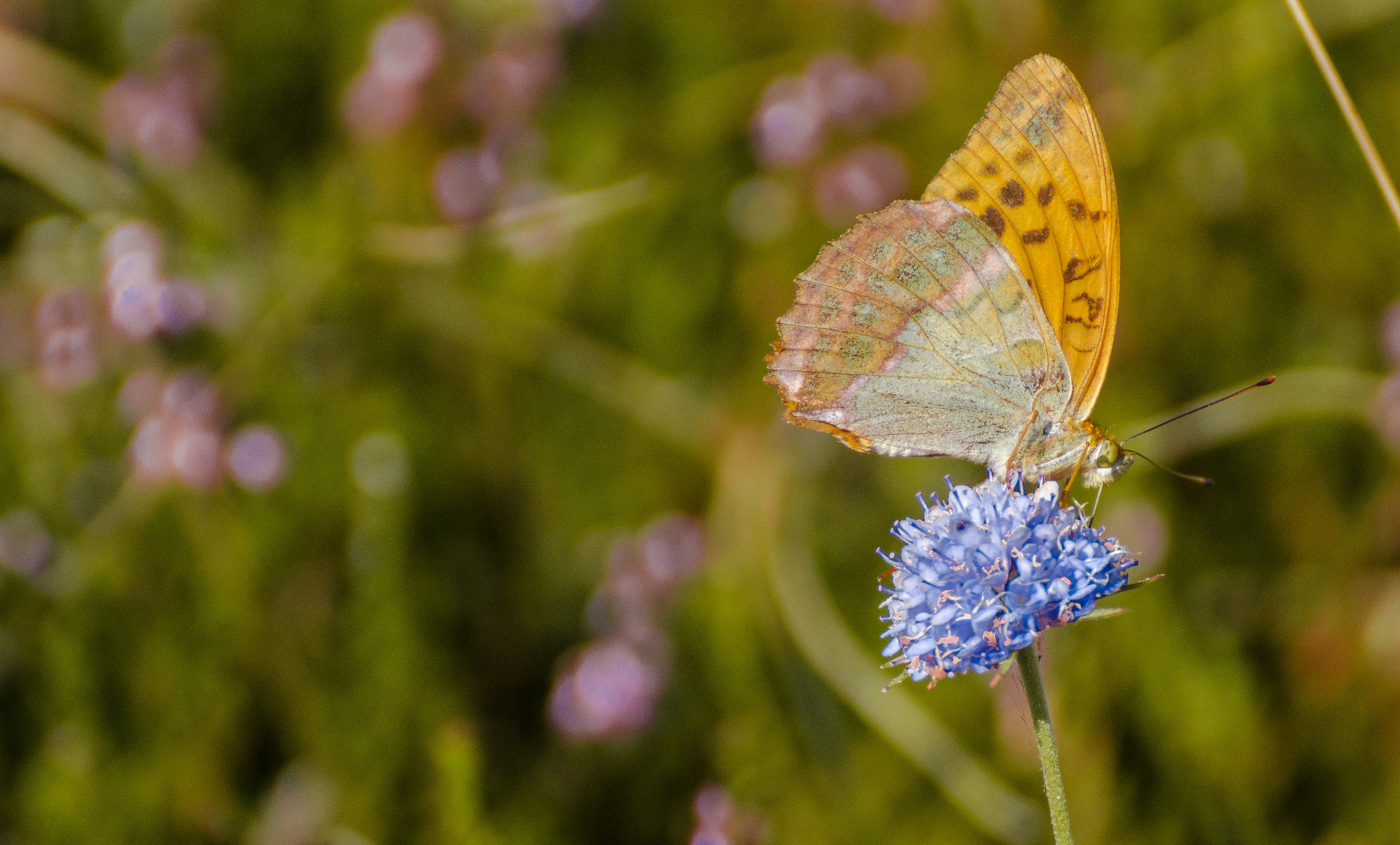 Issora Lathonia sul Monte Ermetta- geopark del Beigua