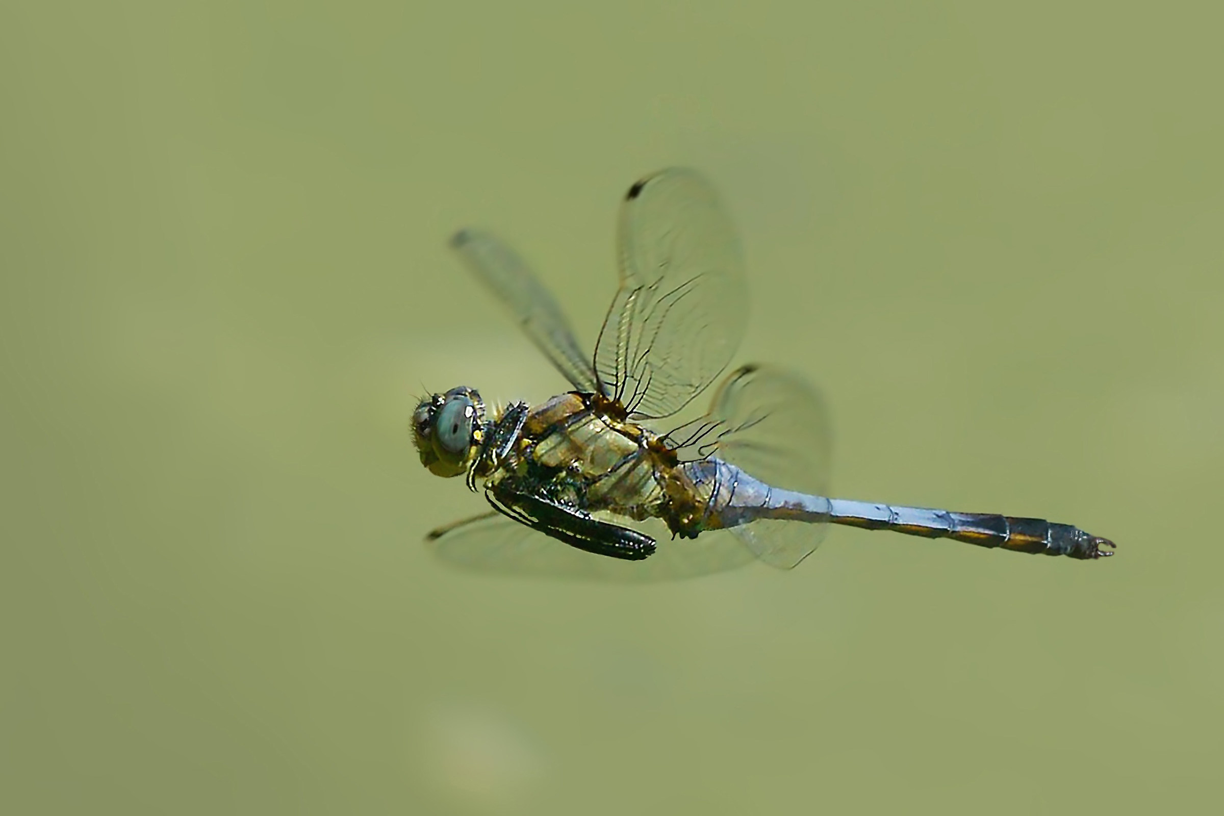 odonata depressa volante