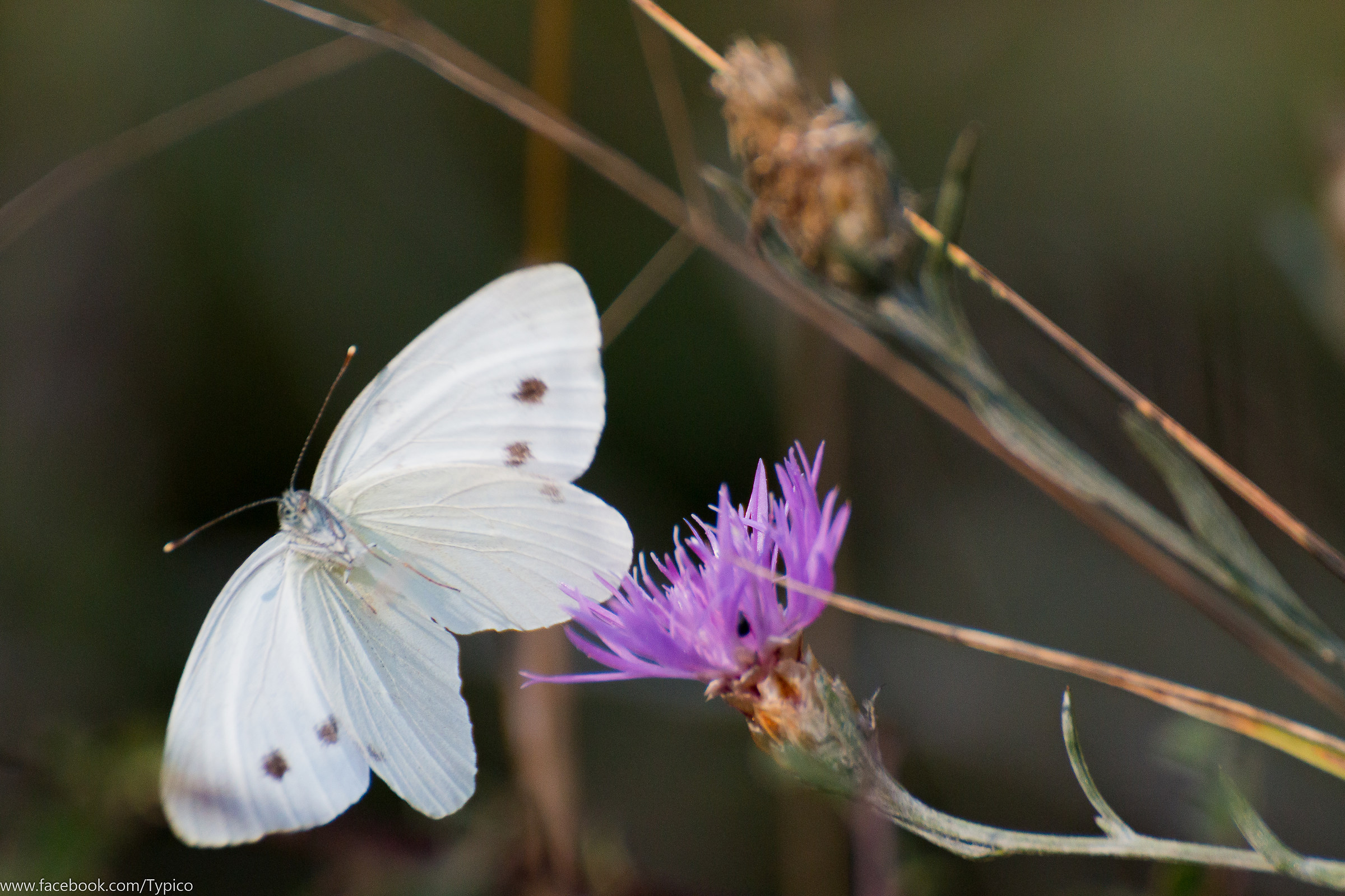 Carrello fuori, pronti all'atterraggio