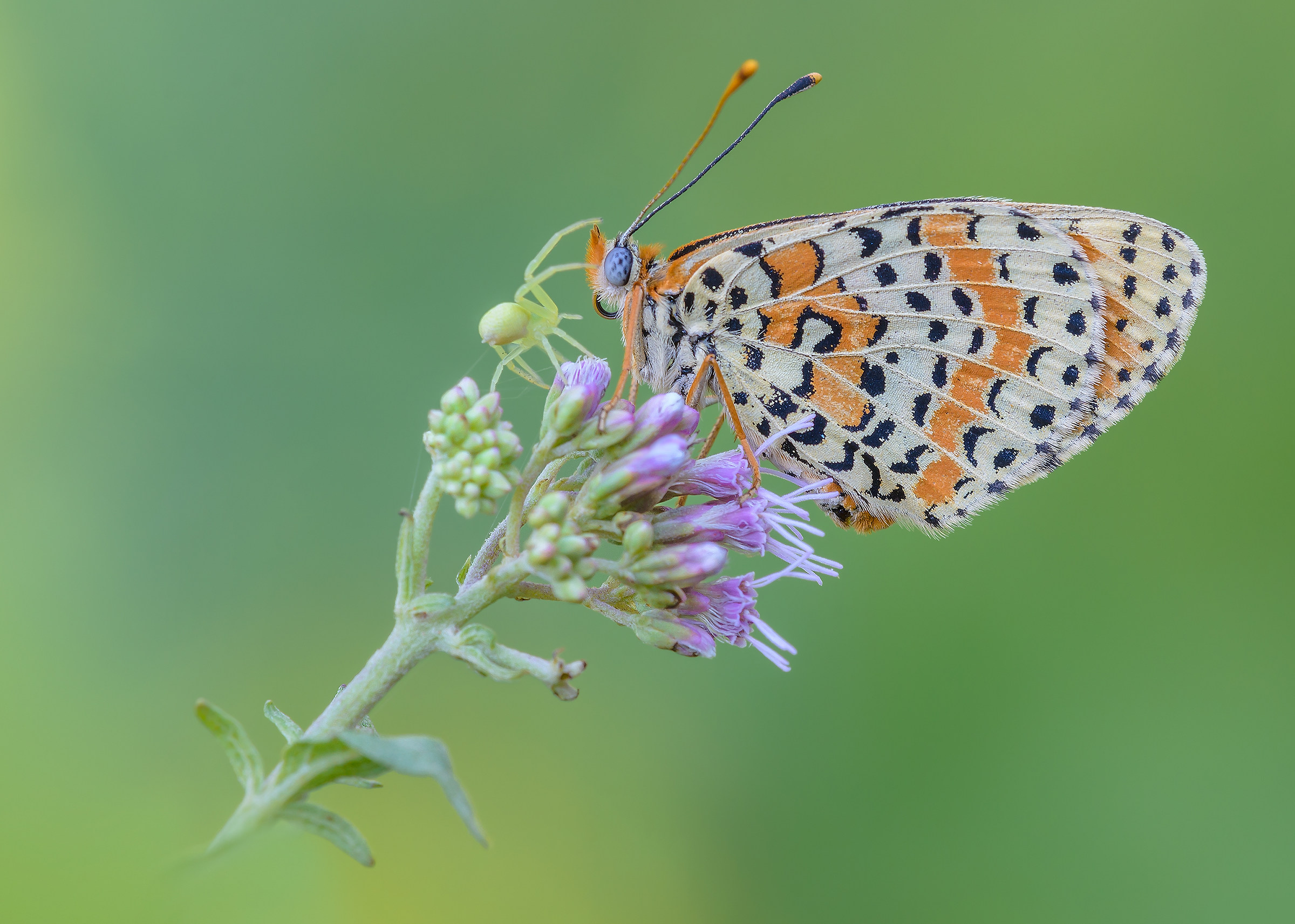 Saved at the last minute ....