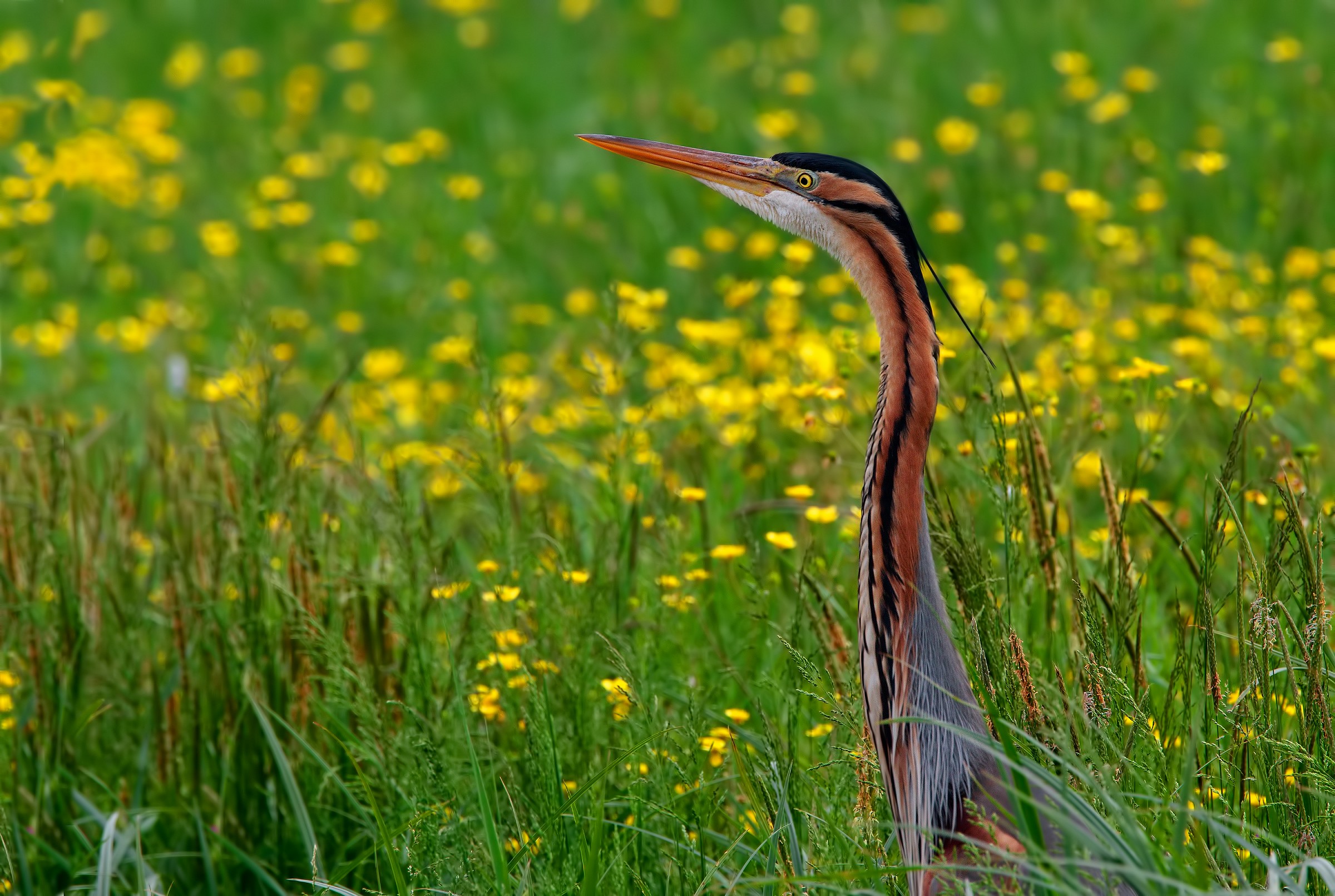 la piccola vedetta.bis