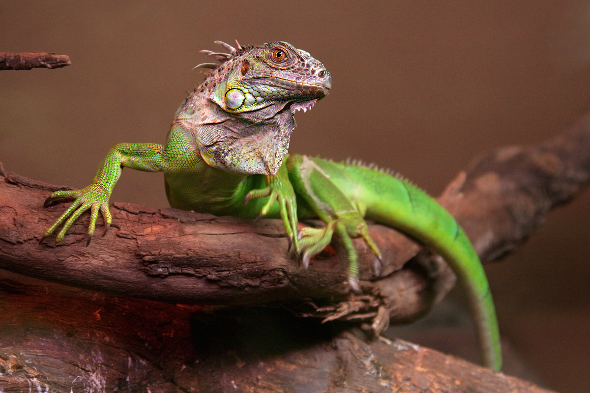 Iguana - Parco Natura Viva