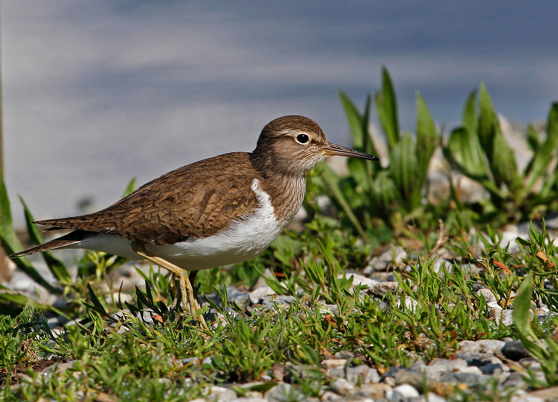 sandpiper