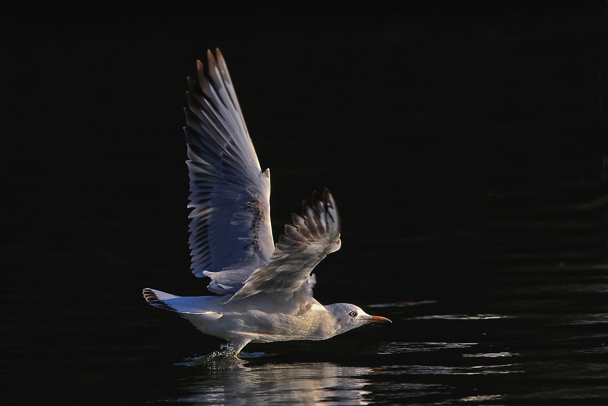 the last light of the day