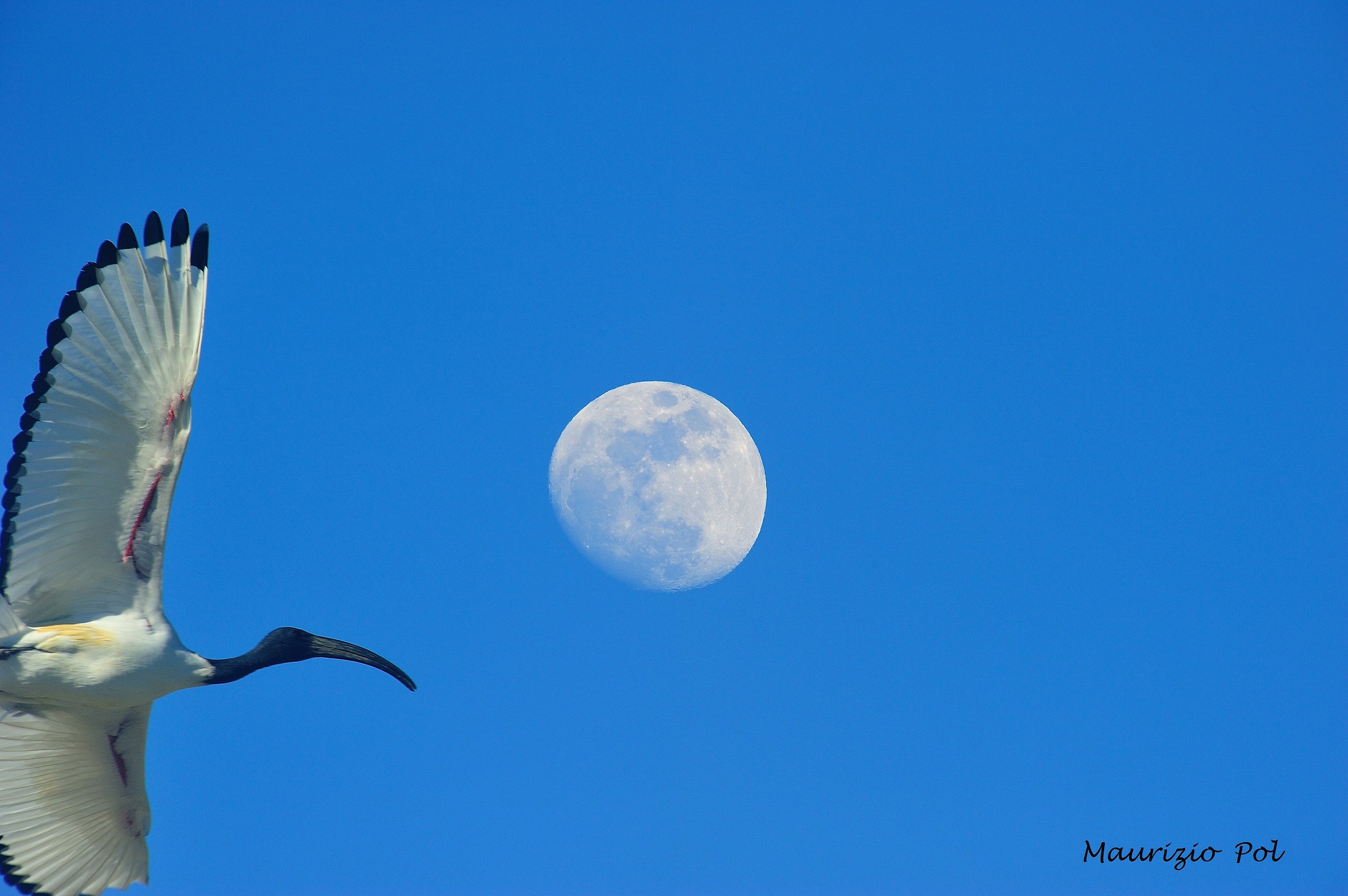 Ibis and moon